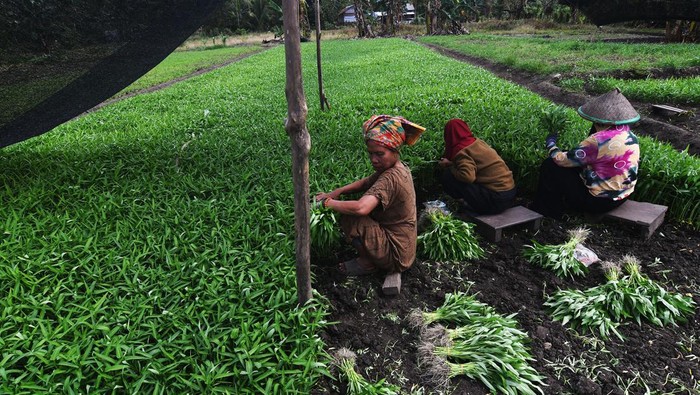 Pemandangan Desa Siumbatu